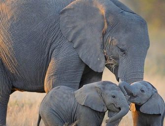 C&rsquo;est prouvé, les documentaires animaliers nous rendent heureux !