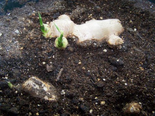comment-faire-pousser-gingembre-dans-bac-pot-terre