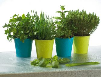 Quelle plante aromatique cultiver en intérieur ?