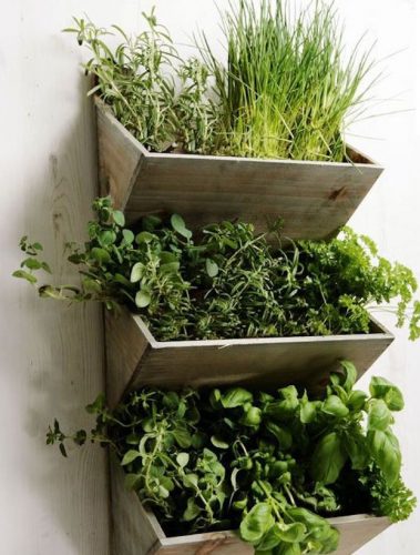 Comment cultiver des plantes aromatiques dans son intérieur ? - Galerie  photos d'article (2/5)