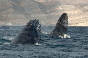 Christopher Swann : 25 ans à photographier les baleines