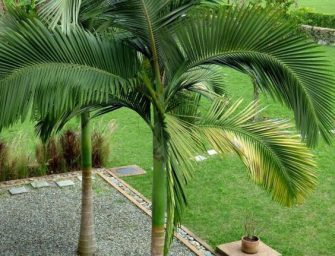 Comment tailler un palmier ?