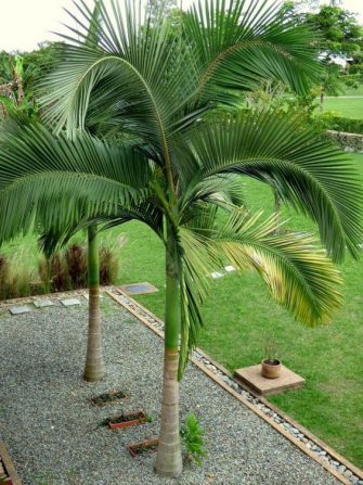Comment tailler un palmier ?