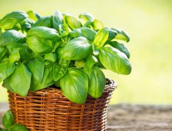 Comment bien couper vos feuilles de basilic ?