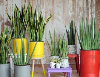 Plantes d&rsquo;intérieur : lesquelles choisir quand on n&rsquo;a pas la main verte ?