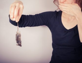 Comment protéger votre maison des souris naturellement ?