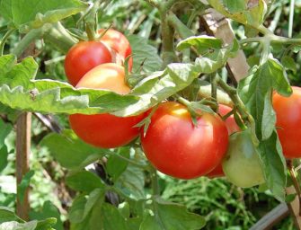 Comment cultiver la tomate avec la lune ?