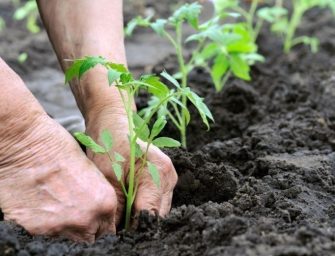 Comment fortifier les racines de vos plantes avec des lentilles ?