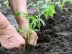Comment fortifier les racines de vos plantes avec des lentilles ?