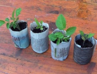 Comment réaliser des semis en recyclant du papier journal