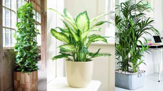 Les plantes dépolluantes pour assainir l’air de votre maison