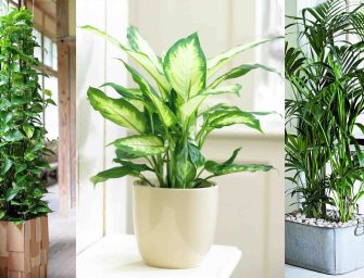 Les plantes dépolluantes pour assainir l’air de votre maison