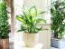 Les plantes dépolluantes pour assainir l’air de votre maison