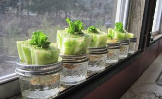 10 légumes à faire pousser dans sa cuisine à partir des restes