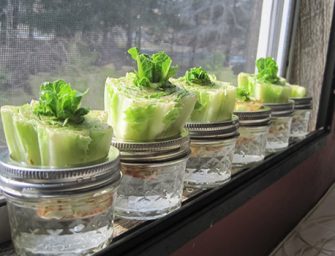 10 légumes à faire pousser dans sa cuisine à partir des restes