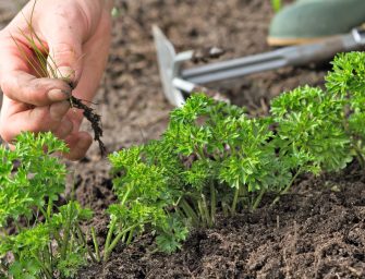 Le persil, une plante aromatique délicieuse et décorative