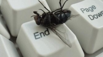 Marre des mouches : Les astuces pour s’en débarrasser naturellement