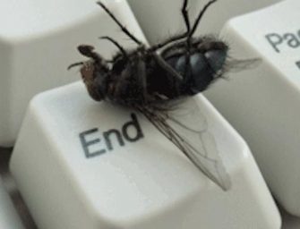 Marre des mouches : Les astuces pour s&rsquo;en débarrasser naturellement