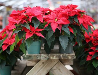 Comment faire rougir votre Poinsétia ?
