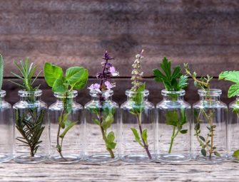 Comment faire pousser des plantes d’intérieur dans l’eau ?