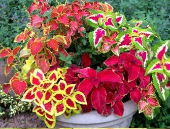 Le guide pour les amoureux des « Vieux garçons » !