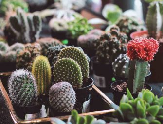 Tout savoir sur le cactus