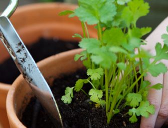 Comment faire pousser du persil en intérieur ?