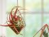 Les « filles de l&rsquo;air » ou Tillandsias, la nouvelle tendance de plante d&rsquo;intérieur