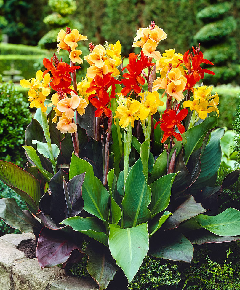 Tout savoir sur le Canna, la plante exotique, délicate et élégante — free download
