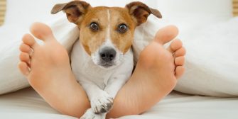 Comment un animal domestique peut améliorer votre santé ?