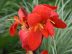 Tout savoir sur le Canna, la plante exotique, délicate et élégante