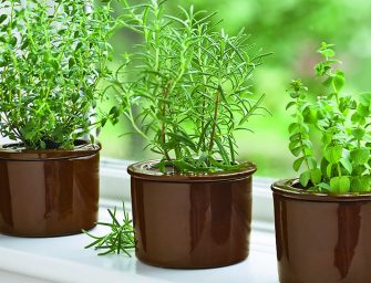 Comment faire pousser des herbes à l&rsquo;intérieur ?
