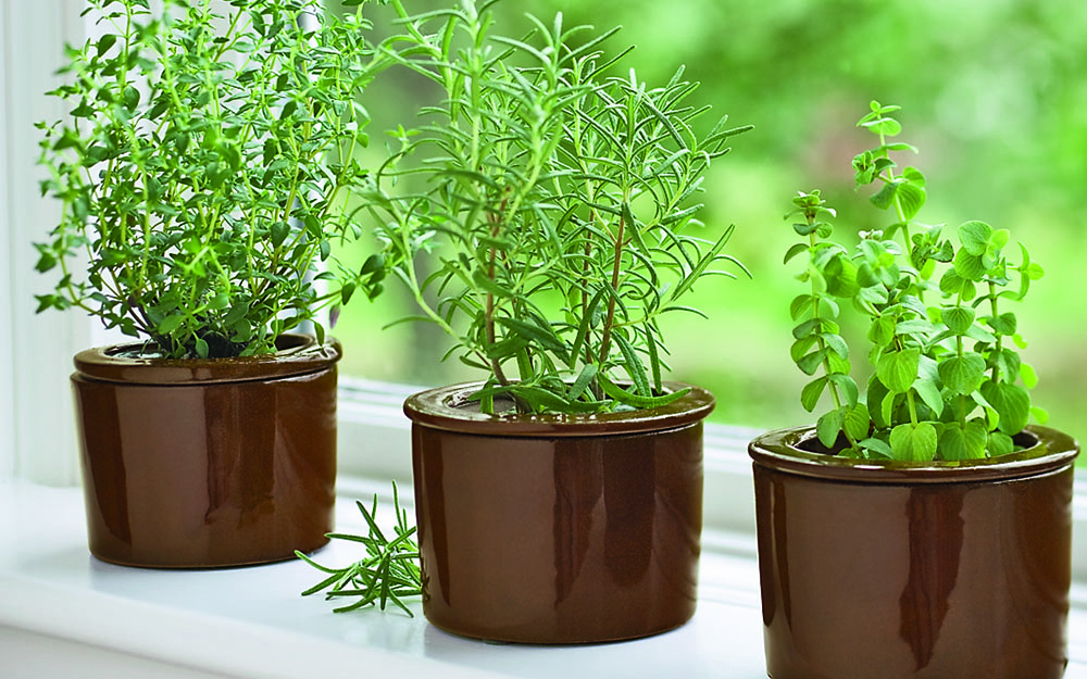 8920-herbs-on-windowsill
