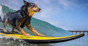 Cowabunga ! Quand les chiens participent à une compétition de surf