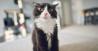 DIY : Comment faire un répulsif pour chat maison ?