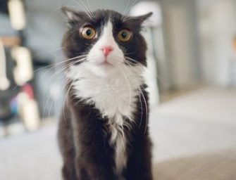 DIY : Comment faire un répulsif pour chat maison ?