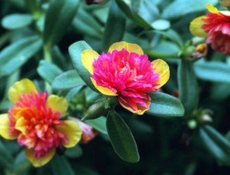 Cultivez le pourpier dans votre cuisine !