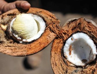 Les bienfaits étonnants de l’embryon de noix de coco connu sous le nom de « uto »