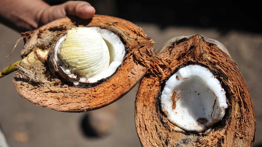 Les bienfaits étonnants de l’embryon de noix de coco connu sous le nom de  » uto »