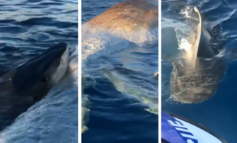 Un cachalot mort fait le bonheur des requins tigres
