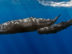 L&rsquo;ambre gris des baleines, une matière première précieuse utilisée par la parfumerie de luxe