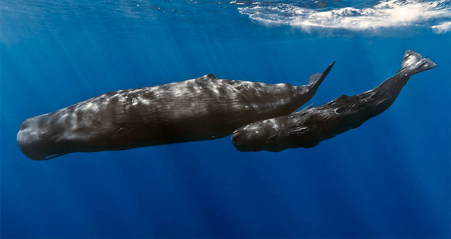 sperm-whales
