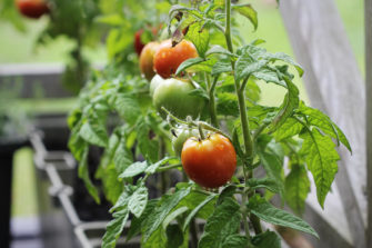 Cultivez vos tomates sur votre balcon