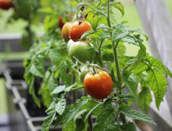 Cultivez vos tomates sur votre balcon