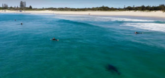 En Australie un requin blanc filmé tout près de surfeurs