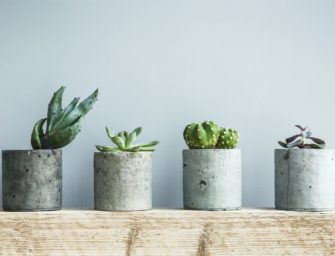 Comment entretenir vos succulentes ?