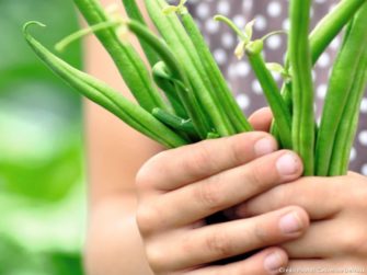 Planter des haricots verts : quelques conseils pratiques