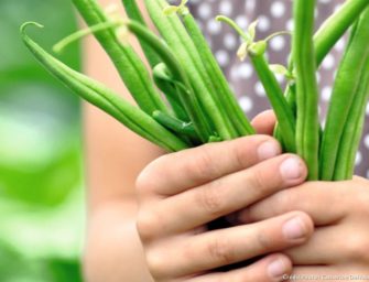Planter des haricots verts : quelques conseils pratiques