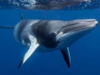 Chasse à la baleine au Japon : Pourquoi la chasse commerciale a repris malgré les protestations
