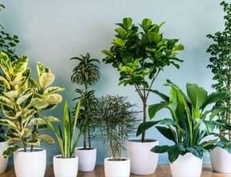 Vous vous sentez stressé ? Essayez ces 5 plantes d&rsquo;intérieur !